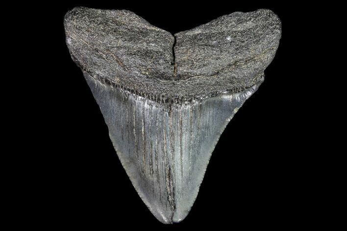 Juvenile Megalodon Tooth - Georgia #111616
